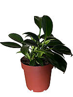 Філодендрон ‘Imperial Green’  -30 см