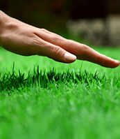 Газон Ліліпут, 1кг