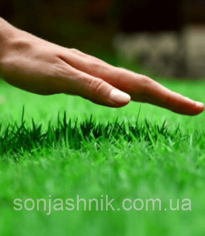 Газон Ліліпут, 1кг, фото 1
