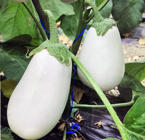 Баклажан Албан F1 10 шт. білий Cora Seeds, фото 1