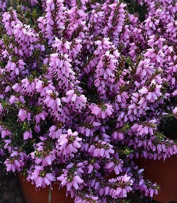 Еріка "J.W. Porter'", фото 1