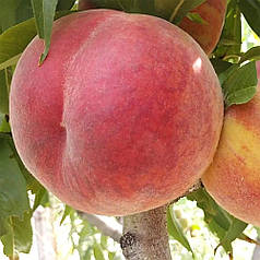 Саджанці персика сорт Харнас (раннього терміну дозрівання)