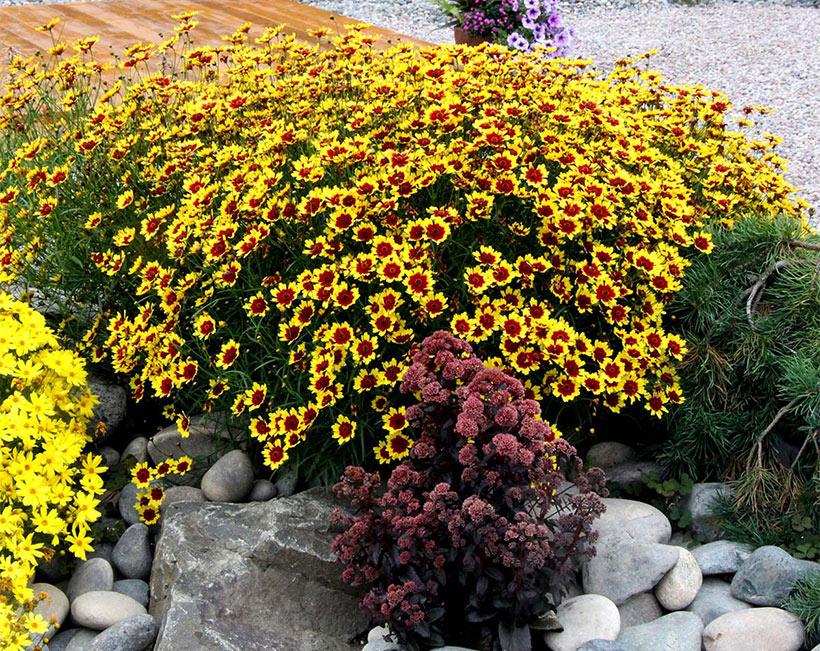 Кореопсіс "Bengal Tiger", фото 1