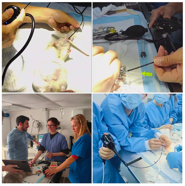 Портативний ветеринарний бронхоскоп EV-600B