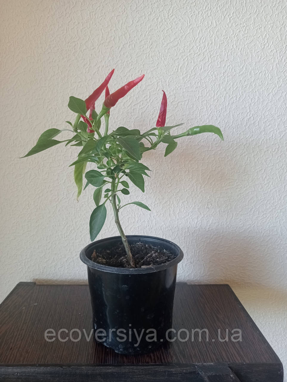 Перець гострий кімнатний, фото 1