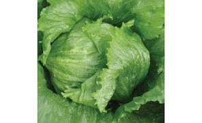 Насіння Салат Айсберг Мауглі 0,8 грама MoravoSeed, фото 3