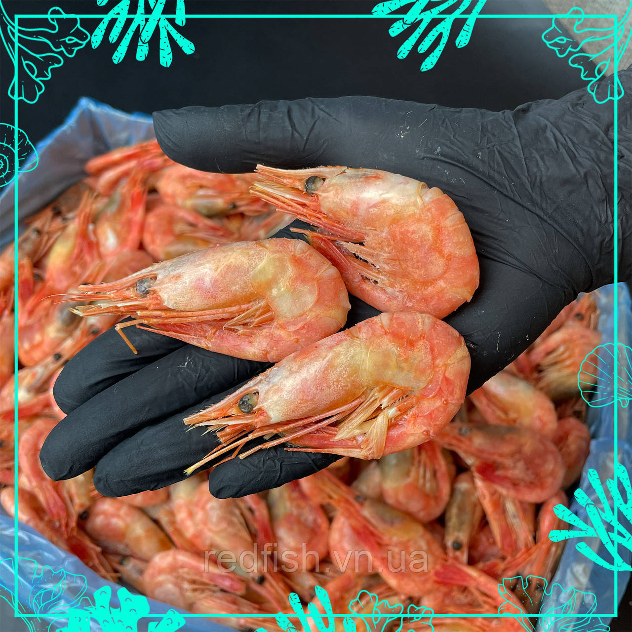 Креветка Атлантична Полар в/м 60-80шт/кг, фото 1