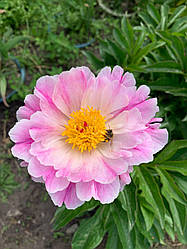 Півонія кактусоподібна Pink Luau корінь 3+ вічок