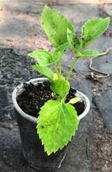 Бузина чорна. Сеянці в контейнерах Д5., фото 1