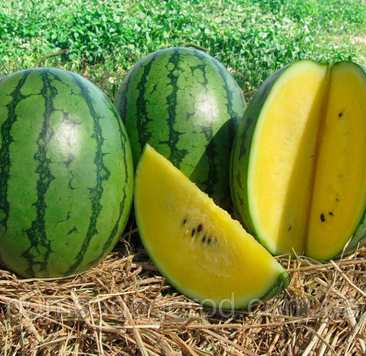 Кавун Єлов Лав F1 | Yellow Love F1 Clause 1000 н