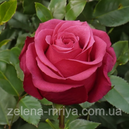 Троянда чайно- гибридна Амалія (Amalia), фото 1