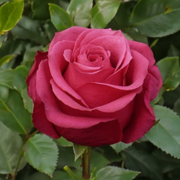 Троянда чайно- гибридна Амалія (Amalia)