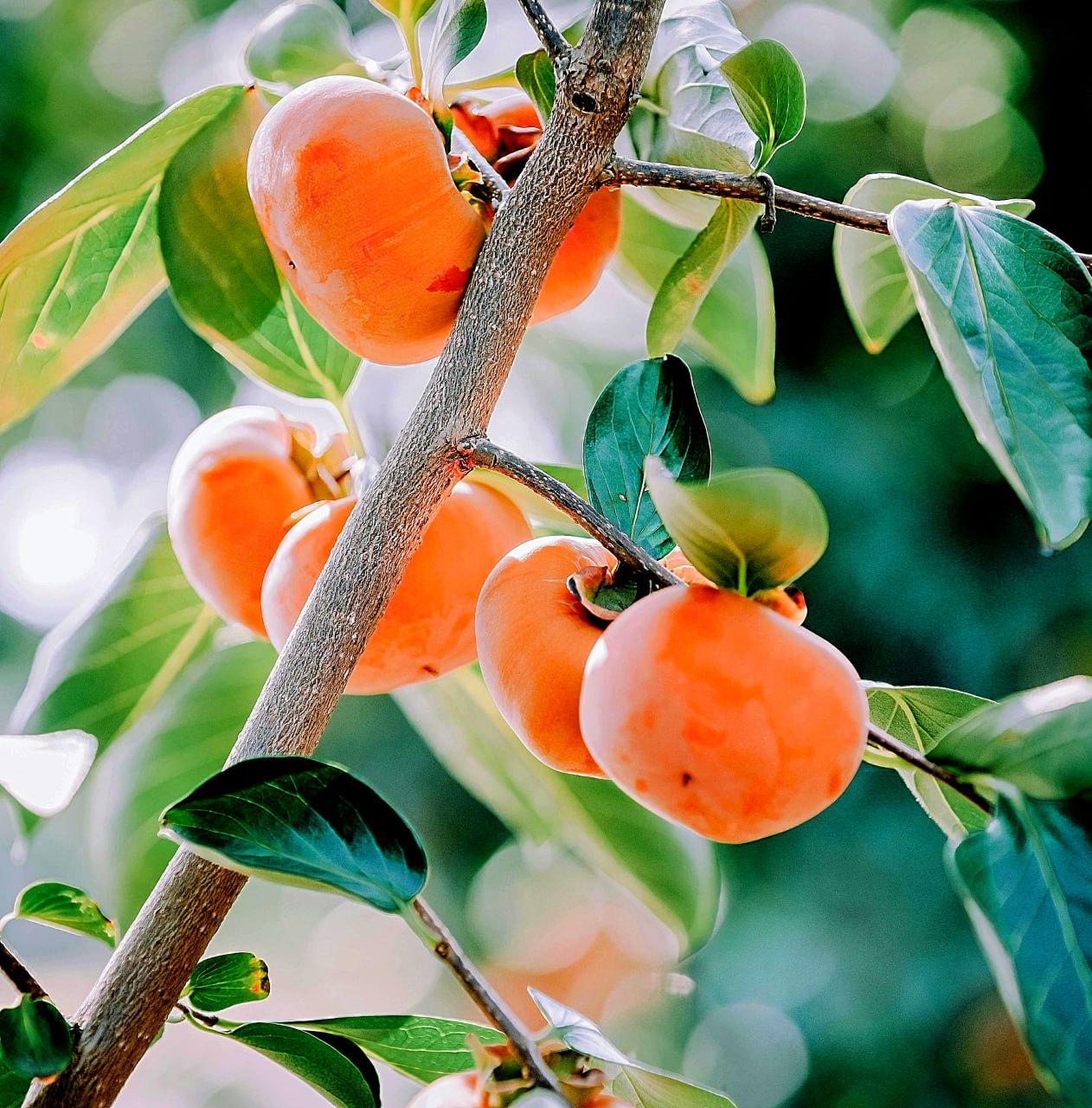 Саджанці хурми "Дар Софіївки" (щеплений, віргінська), фото 1