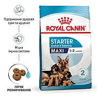 Royal Canin Maxi Starter 4 кг (Роял Канін Максі Стартер) сухий корм для цуценят великих порід