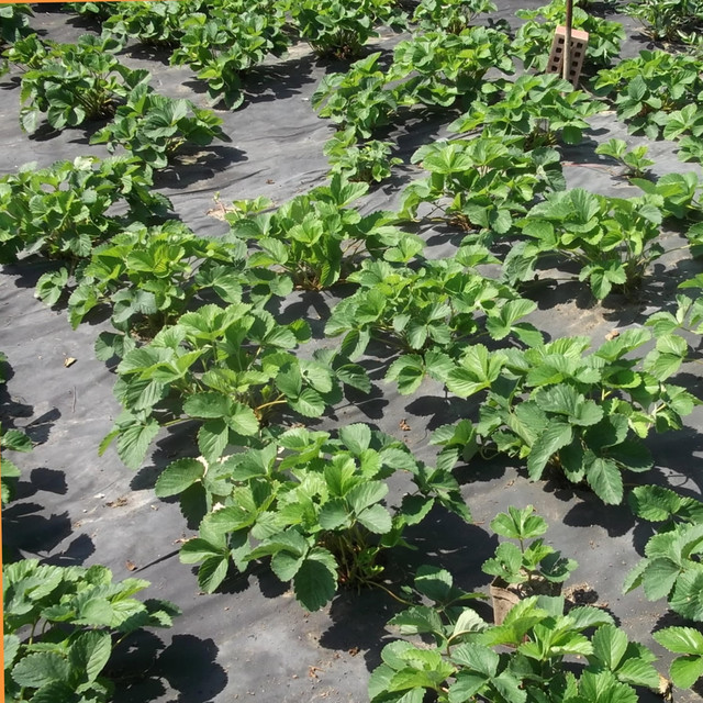 Агроволокно для мульчирования