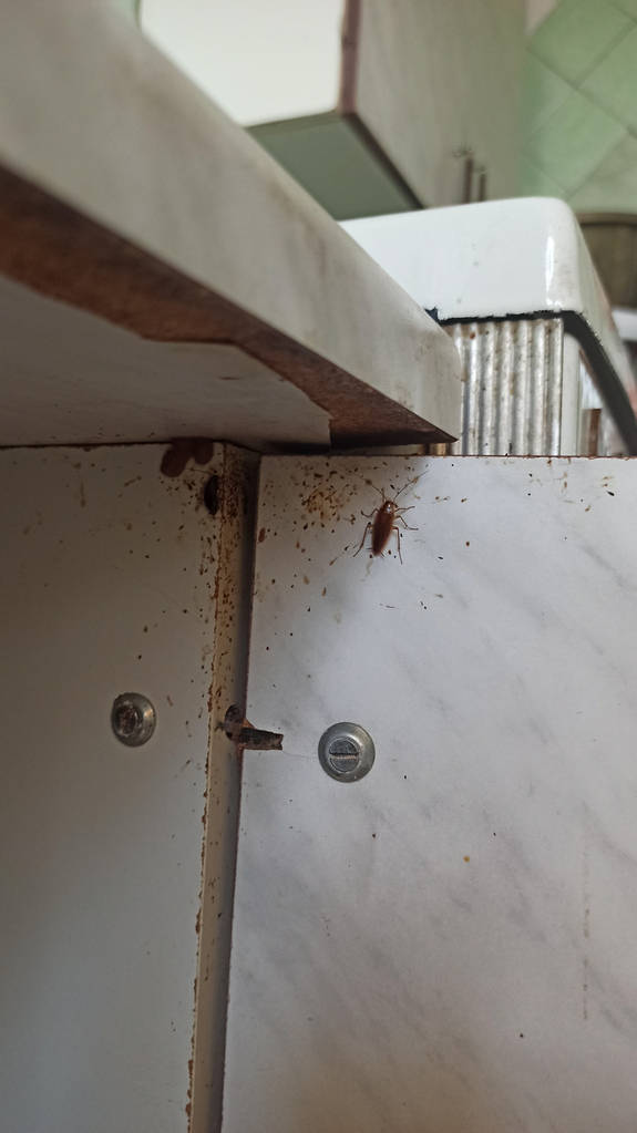 Засіб від прусаків | Venom Gel Гель-паста від тарганів - фото покупців 1