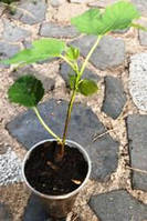 Інжир Кадота. У контейнерах 0.5л.