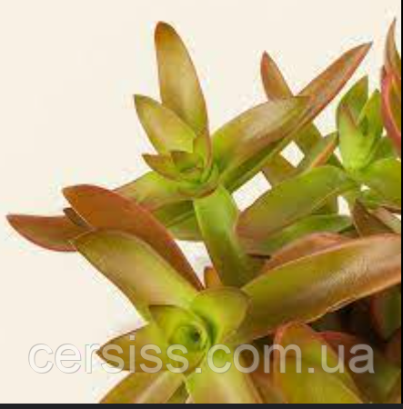 Красула Кемпфаєр вкорінений живець Crassula capitella campfire, фото 1