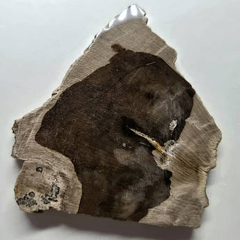 Скам’яніле дерево, вставка для колекцій і виготовлення прикрас, 78 ct