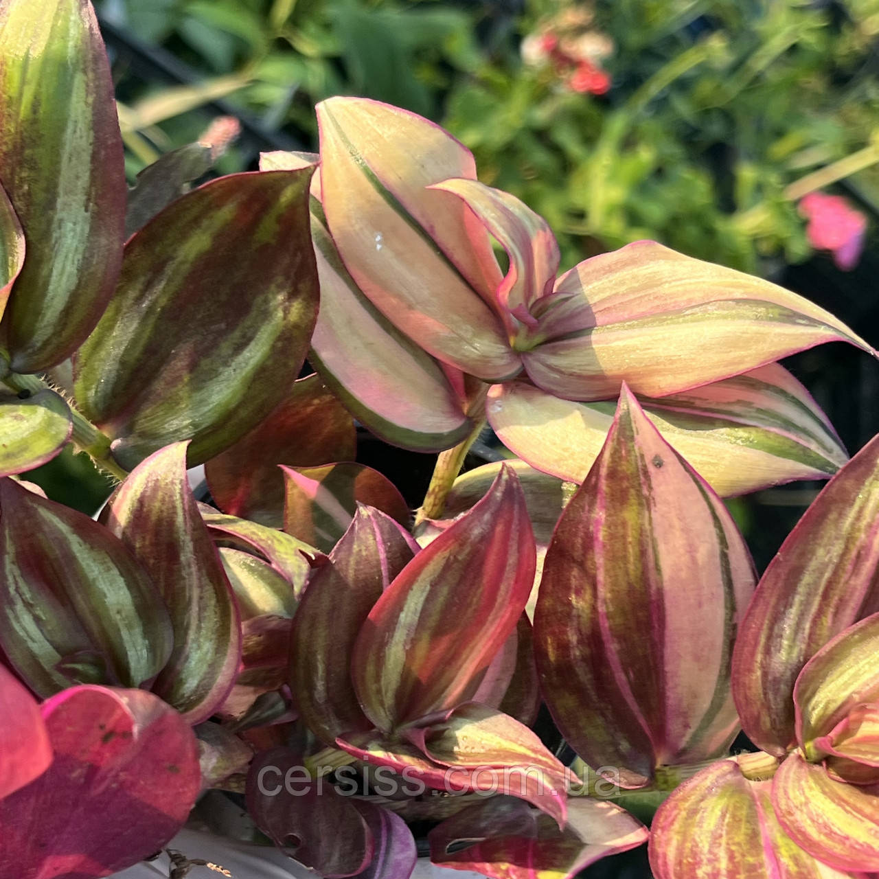 Традесканція Зебріна Гіант Tradescantia Zebrina giant кімнатні рослини, фото 1