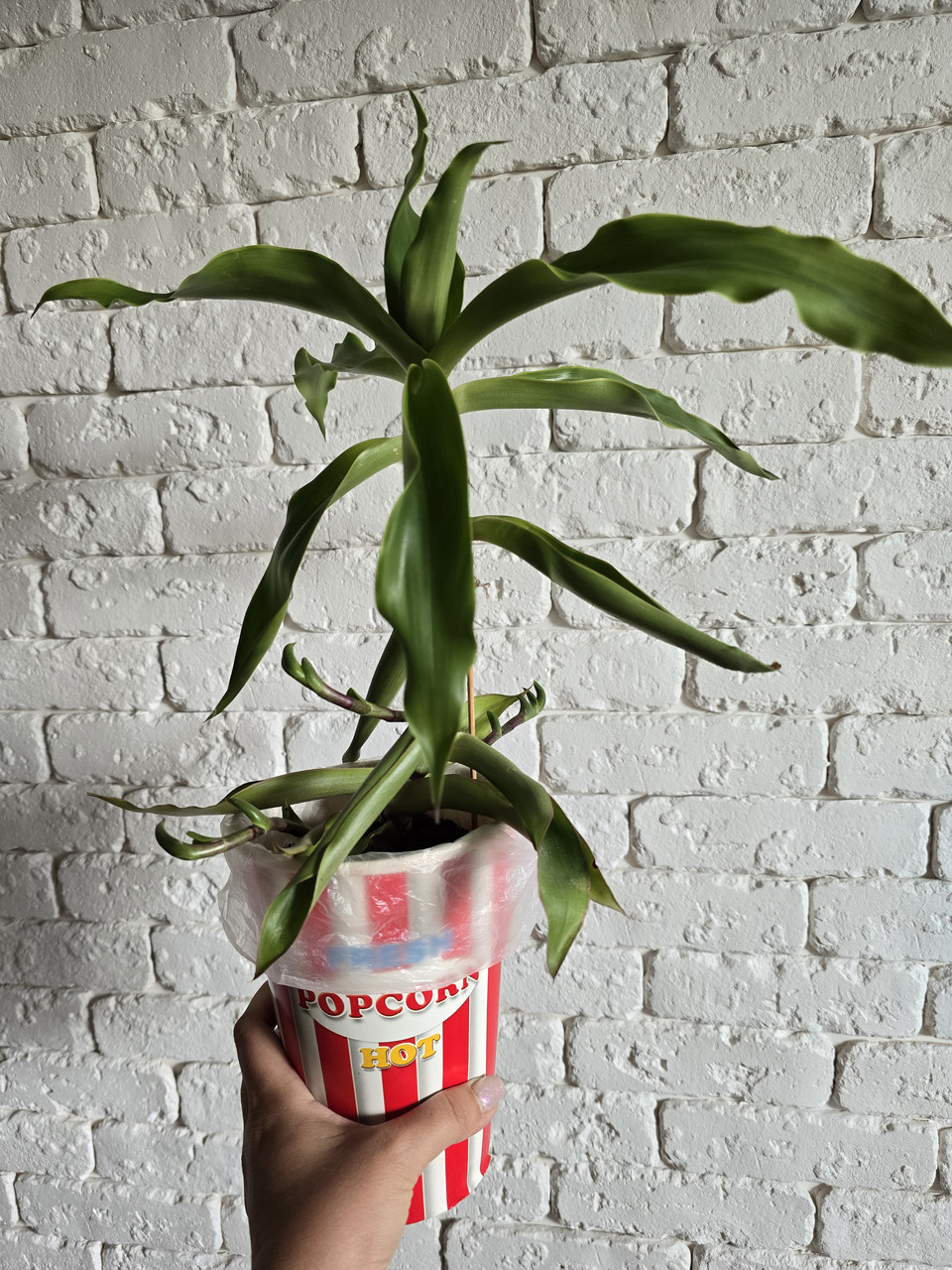 Каллізія запашна. Золотий вус, фото 1