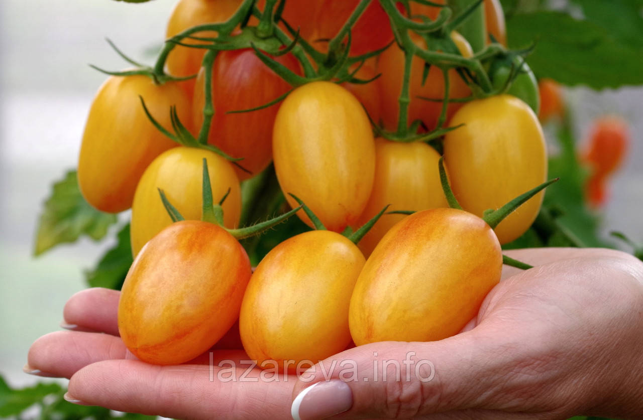 Насіння томату Пікнік Золотий F1 10 шт., фото 1
