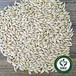 Ячмінь ярий АДАПТ ( F-1)