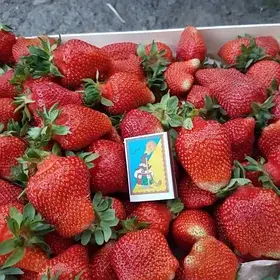 Полуниця "Бурбон"