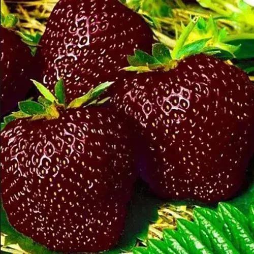 Полуниця "Чорний принц" 10шт. (високоврожайний, посухостійкий сорт), фото 1