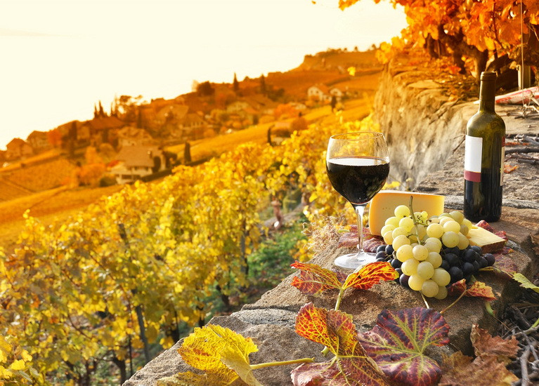 Фото листівка "Виноградники", фото 1