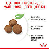Royal Canin DOG Maxi Puppy для цуценят великих порід (від 2 місяців) 15кг, фото 5