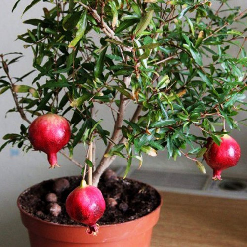 Гранат кімнатний Нана (Punica granatum Nana) С1