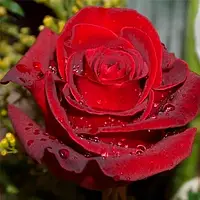 Набори препаратів