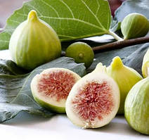 Саджанці інжиру самоплідного "Далматський" С2