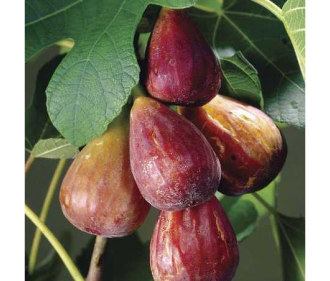 Саджанці інжиру самоплідного "Турецький коричневий" С2