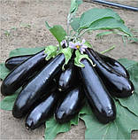 Насіння баклажану Найт Леді F1 30 шт. United Genetics, фото 2