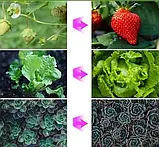 Фітолампа Led Plant Grow Leight USB на 6 ламп ( гнучка ) з таймером, фото 6