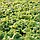 Салат Афіціон, тип батавія, світло-зелений, 30 нас. СПЕКТР, фото 3
