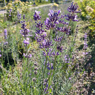 Лаванда p9, Фіолетовий