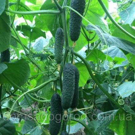 Огірок Корвін F1 | Korvin F1 Seminis 1000 насінин