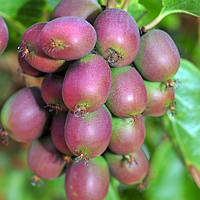 Саджанці актинідії "Твікс" (жіноча) Р9