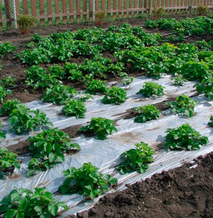 Мульчуюча плівка Багатошарова теплична плівка Sotrafa Прозора, фото 1