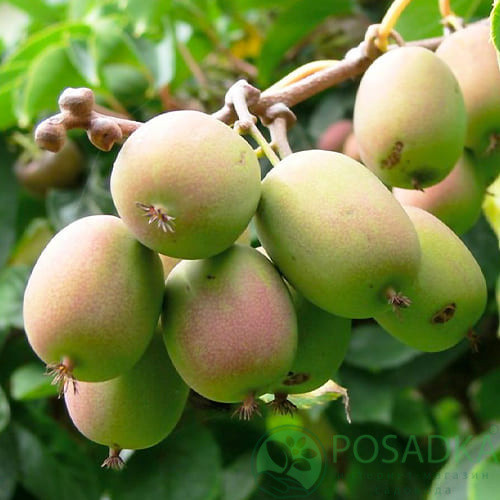 Саджанці актинідії "Баєрн Ківі" (жіноча) Р9