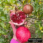 Саджанці граната Кизил-анор (3-х річний) - раннього терміну дозрівання, невибагливий, зимостійкий, фото 3