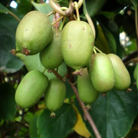 Саджанці актинідії самоплідної "Рогов" (жіноча) Р9