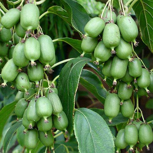 Саджанці актинідії "Смарагдова" (жіноча) Р9