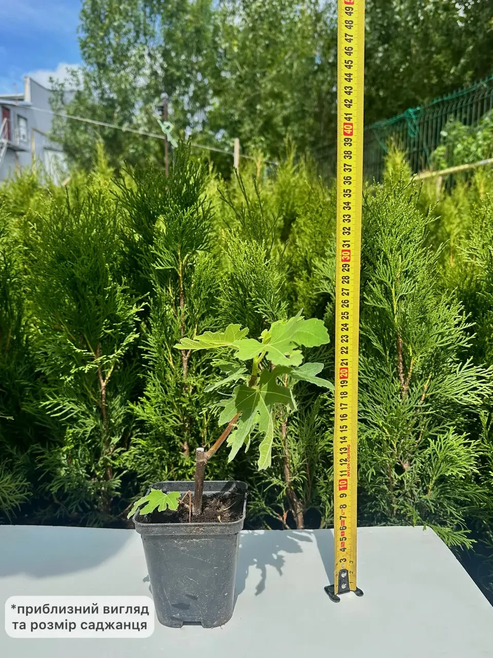 Жыныс мүшесін қынапқа орналастыру бейне