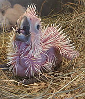 Какаду альба