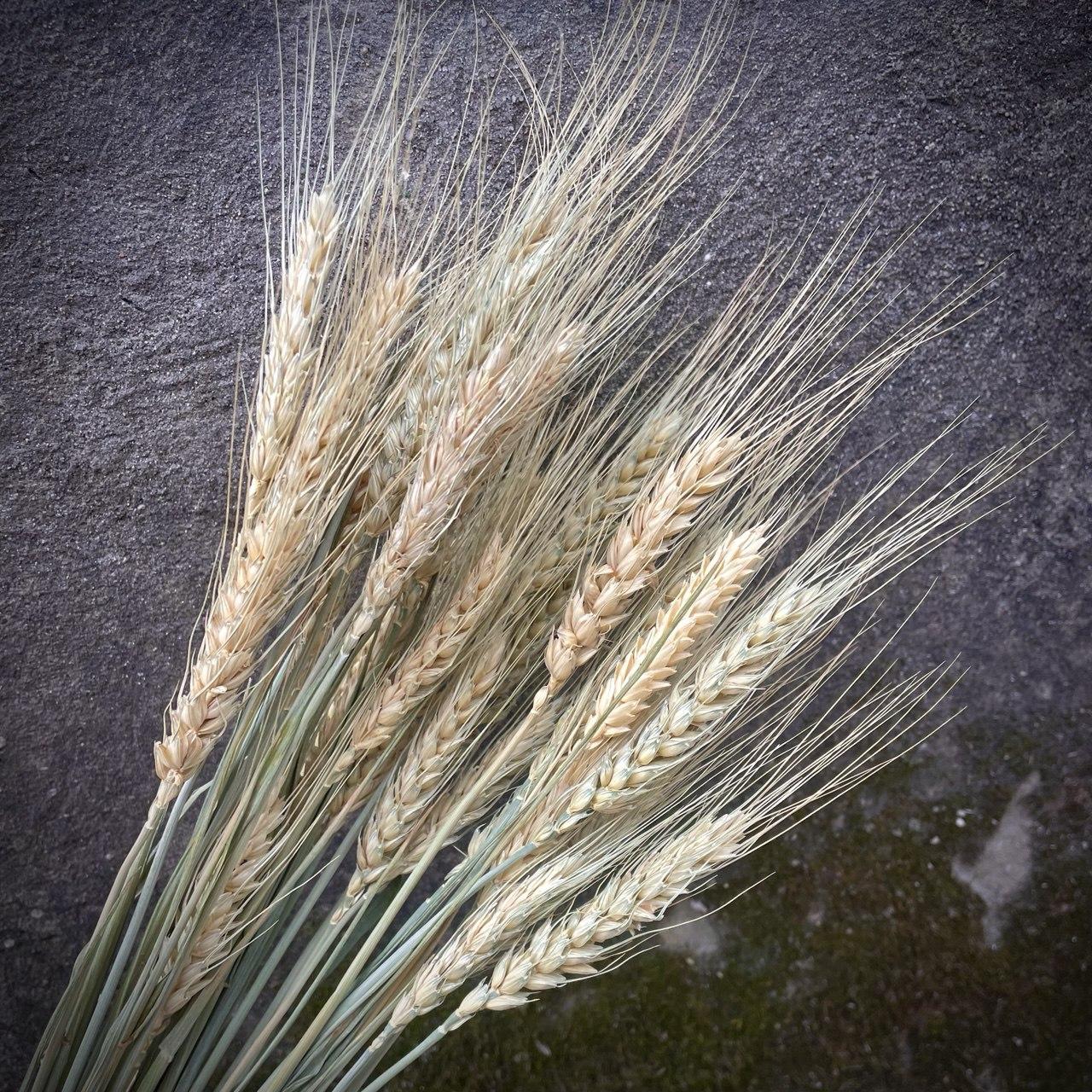 Відбірні Колоски Пшениця Остиста 10 000 шт/уп Натуральні сухоцвіти для декору та флористики
