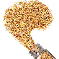 Гірчиця біла ціла в зернах